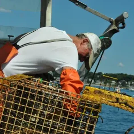 East Point Lobster Co., LLC - Caught Lobster