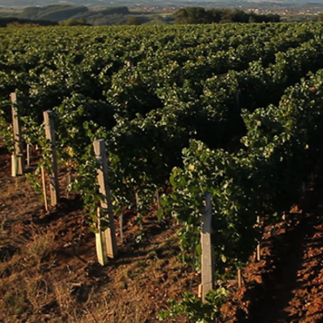 Winery Aleksandrovic