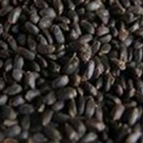 basil-seeds(1).jpg