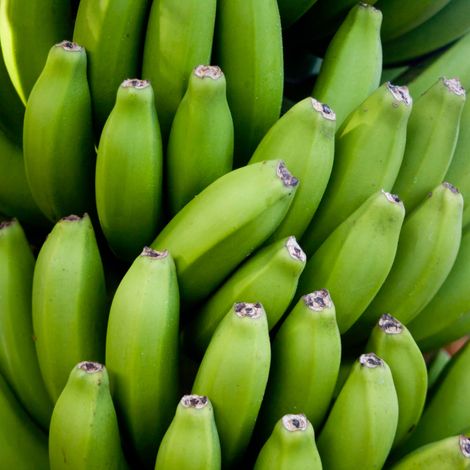 Cavendish Bananas