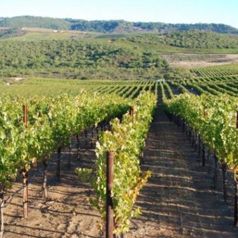 MM VINEYARDS 2.jpg