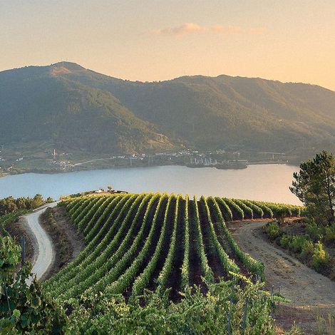 VIÑA COSTEIRA  -Vineyard