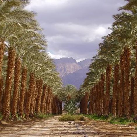 Hadiklaim Date Grower's Cooperative