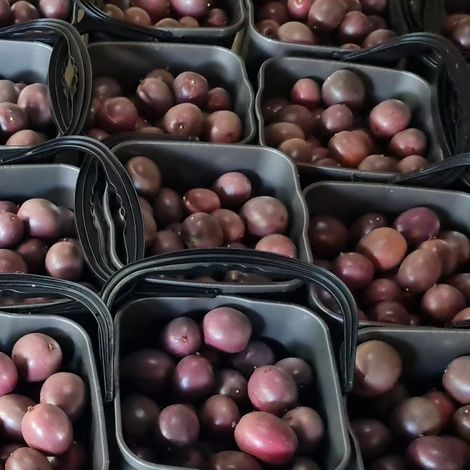 Passionfruit Growers Association - Packed Products