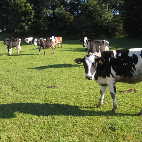 milchhof-zierer-homepage-kuehe-auf-der-weide-im-sommer-2500x1875px.jpg