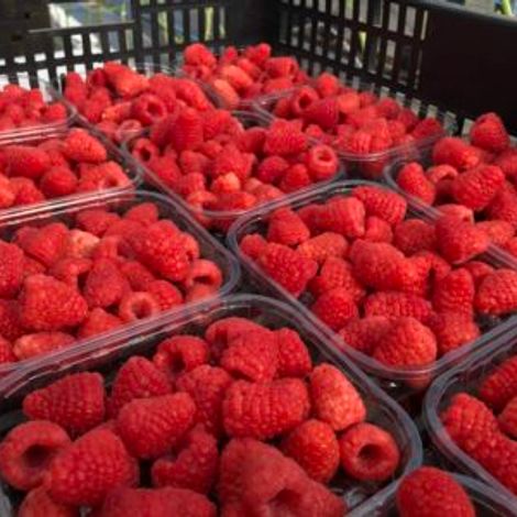 Sevenberries, Lda
