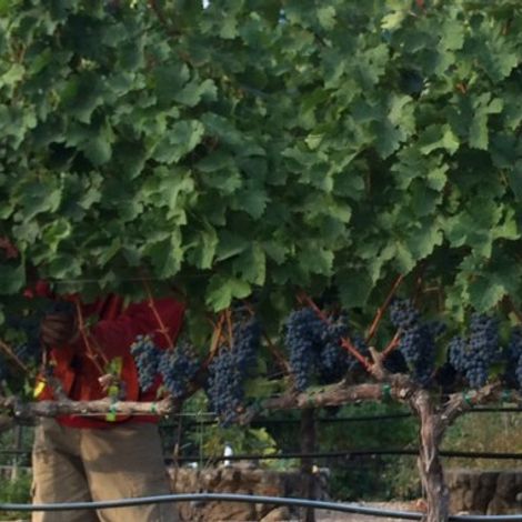 Frisson Wines_Wine_Vineyards