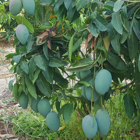 [Zahran]_[Mango]_[Keitt]