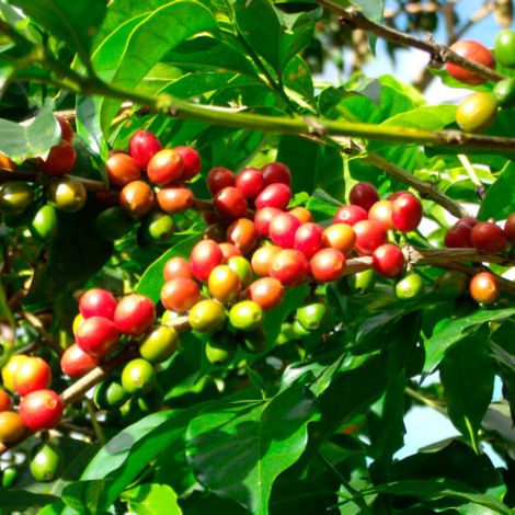 CASTANEDA DISTRIBUIDORES - Plantation