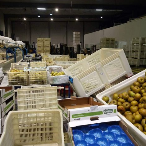 Ecofrutas, Lda - Production Area