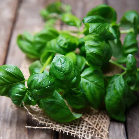 basil-sweet-shk-1_1024x1024.webp