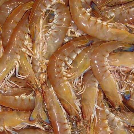 Shrimp