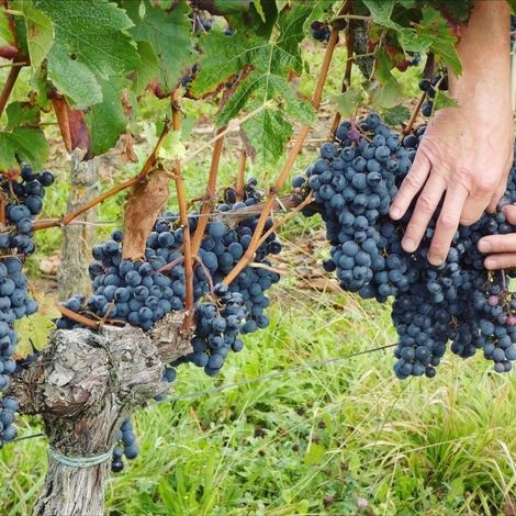 Picking from the vineyard
