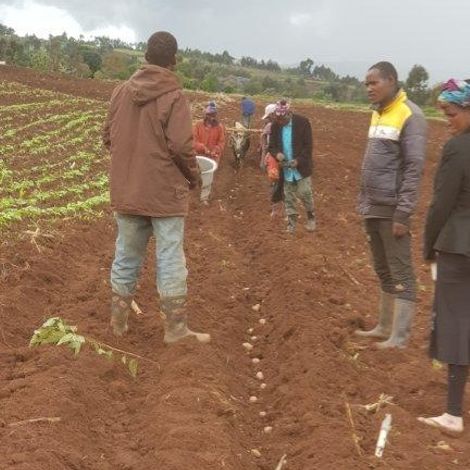 Crop Bioscience Solutions Ltd - Sweet Potato Harvest