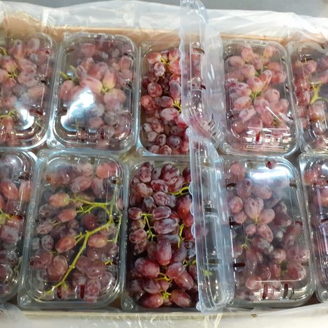 [Agrorizao]_[Grape]