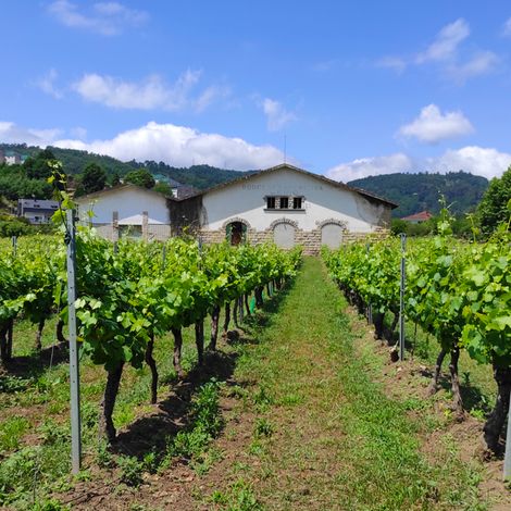 VIÑA COSTEIRA - Vineyard