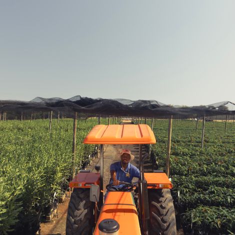 Field ready macadamia