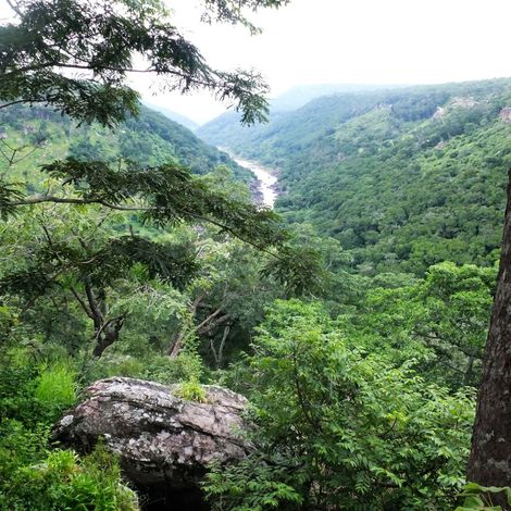 Miombo Woodlands