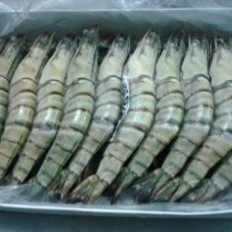 Shrimps Trade International