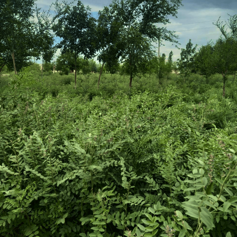 Agrolicor Group - Plantation