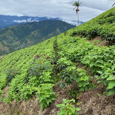 Transition to Regenerative Organic Agriculture through Symbiosis with Coffee Cultivation