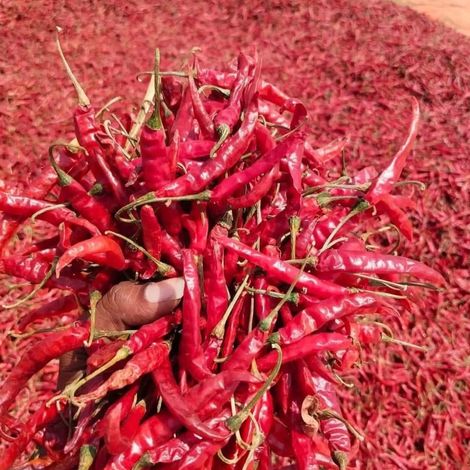 Dried Red Chillies