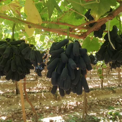 El Roda for Agricultural and Animals Development