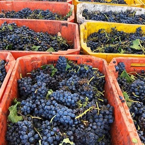 Bodega Edelmira_Wines_Grapes