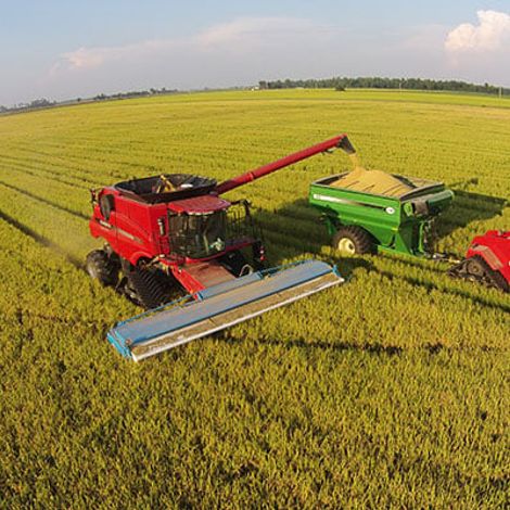 Doguet's Rice Milling Company - Plantation