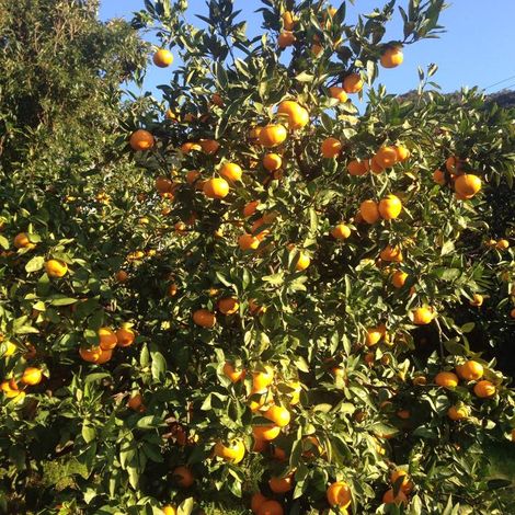 CS fruits - Plantation