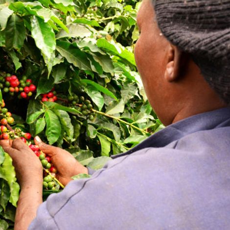 Fairview Coffee Estate