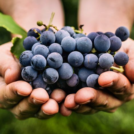 Mineral King Produce LLC