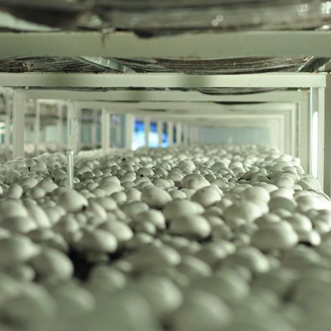 Uprawa Pieczarek - Pawelec Zdzisław - Production