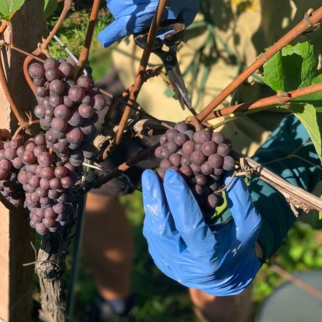 Picking from the vineyard