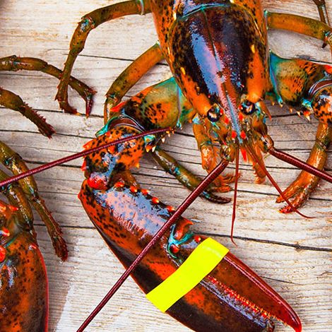 Shediac Lobster Shop Ltd.