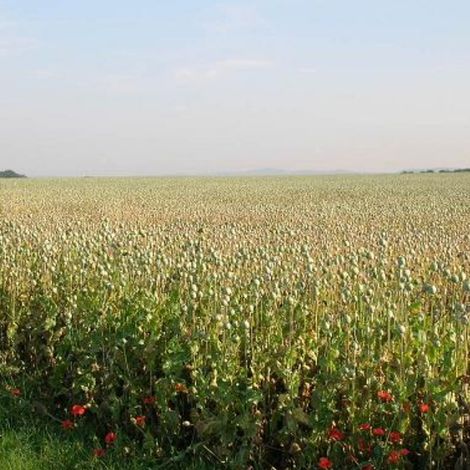 Poppy Field