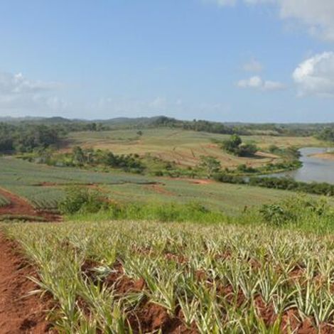 La Dona pineapple farm.