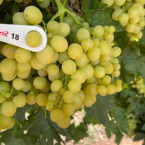 Valley Fresh Exports_Table Grape_Menindee