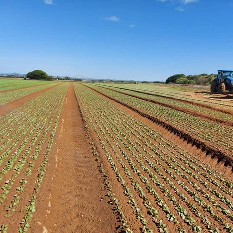 Camposol - Plantation