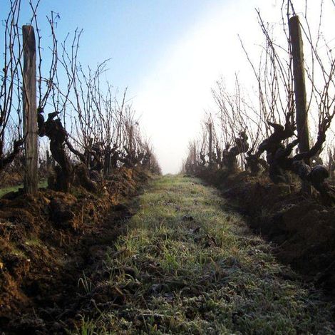 Domaine Pierre Ménard
