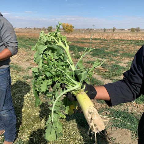 Silver Reef Organic Farms, LLC