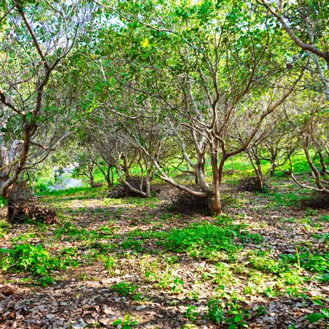 Organic Cashew farm