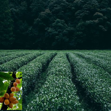 PERFORM WORLD - Plantation