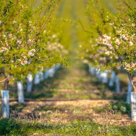 Almond Orchard in Bolnisi, Georgia