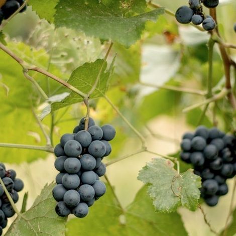 Canopus_Wine_Grapes
