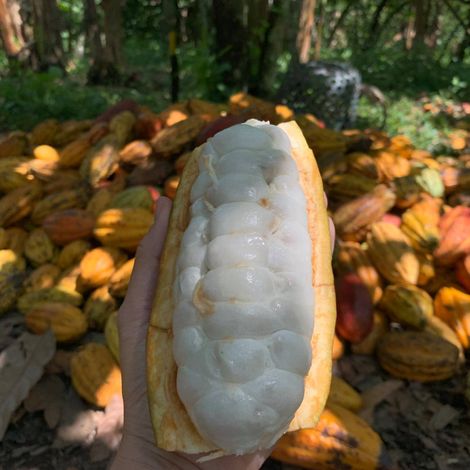 Martinetti Cocoa - Patrimonio Cacao - Plantation