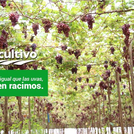 Cultivos Ecologicos Del Peru S.A.C