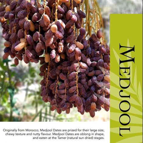 Medjool brochure