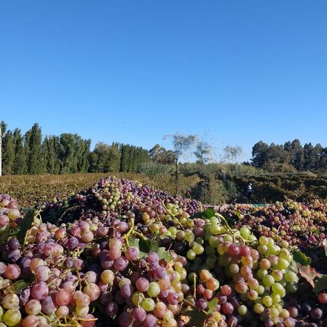 Bodega Nueva California - Product