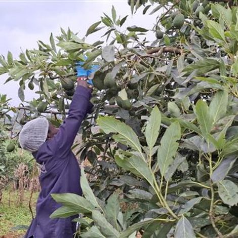 Harvesting